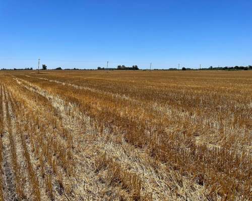 Campo Agrícola 46 Ha 100% Laborable Erezcano-conesa (BS AS)