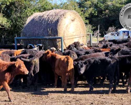 Pasteras Porta Rollos Moviles