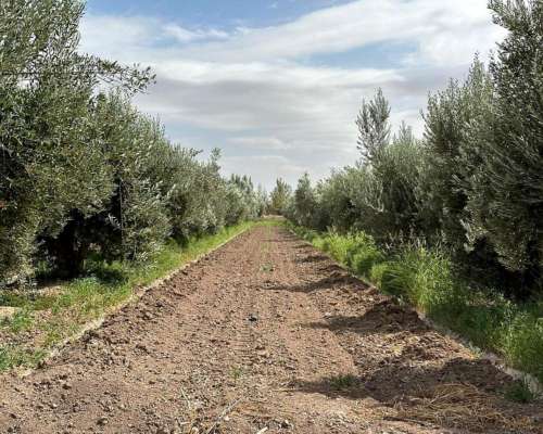 Finca en Venta 18.5has de Olivos, 3 de Mayo, Lavalle