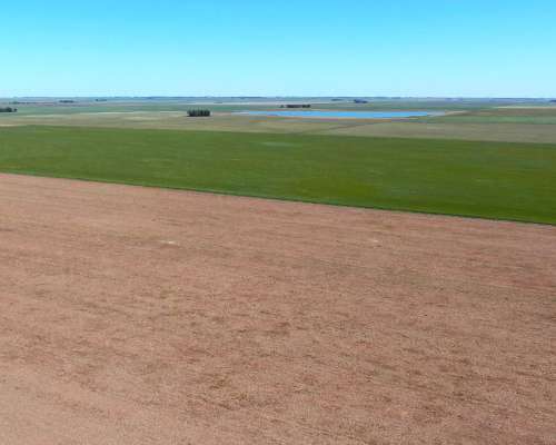540 Has en Tornquist - BS. AS. - Agrícola - Venta