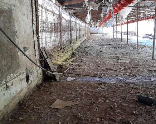 Bebederos y Comederos para Galpón de 70 Metros