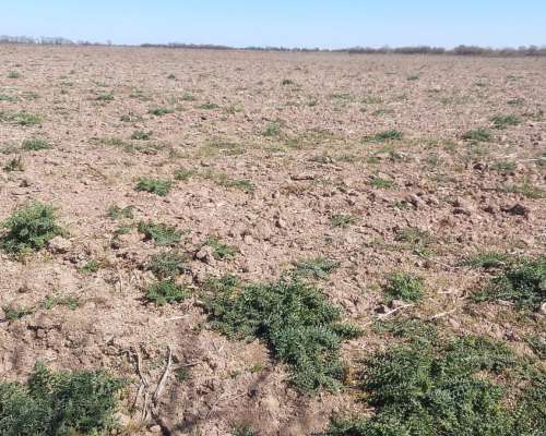 Se Venden 83 Has en Moisés Ville