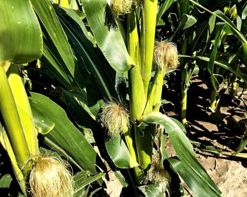 Vendo 550 Has Villa Totoral