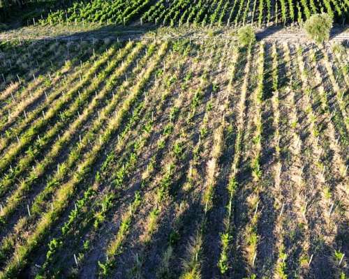 Finca 5.5 Ha con D° de Riego, Junin, Mendoza