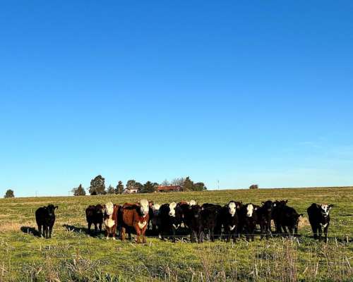 Campo en Venta Uruguay, Flores