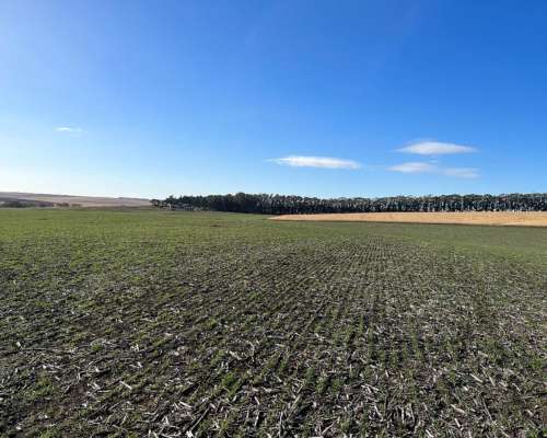 Tandil, Buenos Aires - 850 Ha