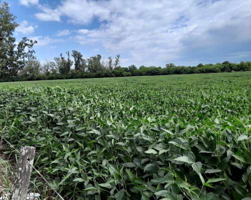 822 Has Agríc Total Soja,maíz Trigo Producc en Zona Buchardo