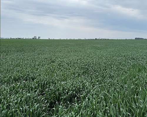 🌾 Campo en Venta – 32 Hectáreas Videla, San Justo, Santa