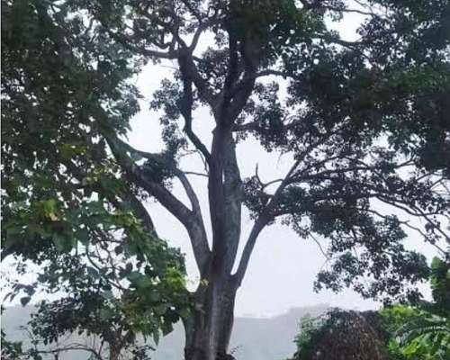 Desarrollo Productivo de Cafe en Tucuman