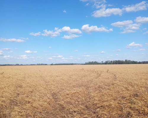 1.000 Hectáreas Agricolas. Suelo 1. Saltó.