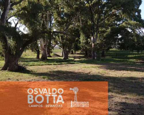 Campo Agricola en Venta 32 Has en Suipacha, Buenos Aires