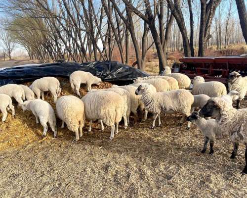 714 Hectáreas - Campo en Malargue Mendoza Argentina