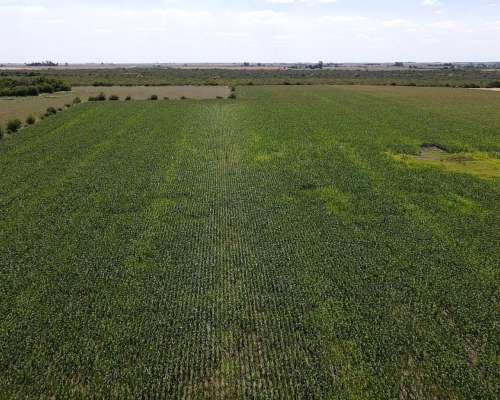 40 Hectáreas Agrícolas en Rosario del Tala, Excelente Tierra