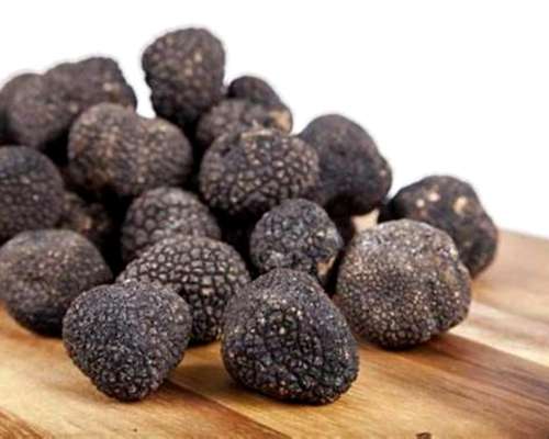 Trufa Negra - Venta de Plantines Micorrizados - Sustratos