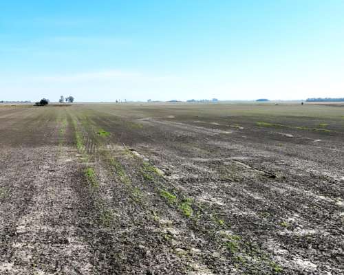 60 Ha Alem, Prov. de Buenos Aires