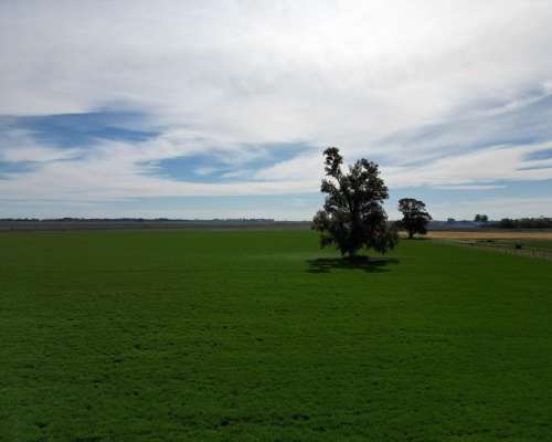 100ha. Rafael Obligado. Mixto.