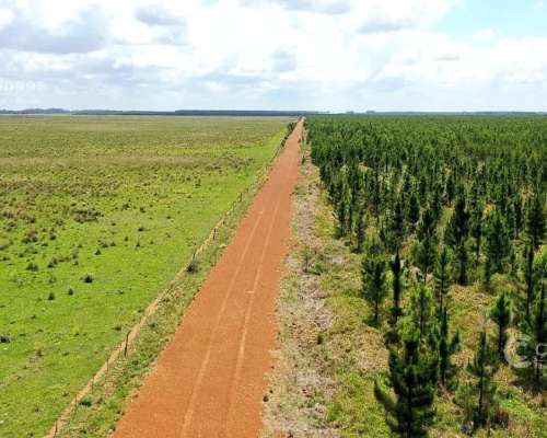 Se Vende Campo Ganadero de 505 Ha en Virasoro, Corrientes