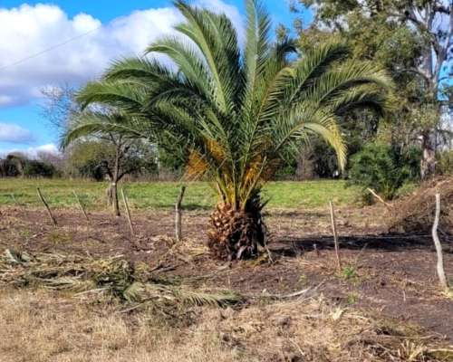 Campito de 1 1/2 Hectárea o Dos Lotes de 7500 M2