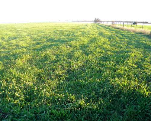 Venta 315ha en Rivera BS AS Mixto