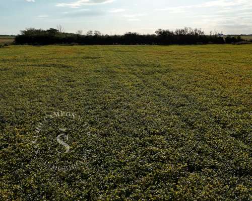 Campo 100% Agrícola. Dto. la Capital, Santa FE. 67 Has.