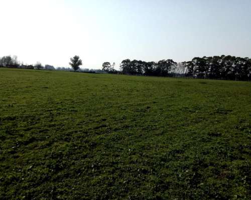 Campo en Venta 230 Has. Mechonge. Gral. Alvarado