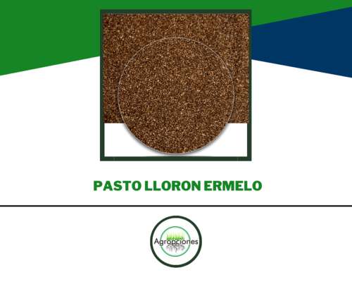 Semilla de Pasto Lloron Ermelo