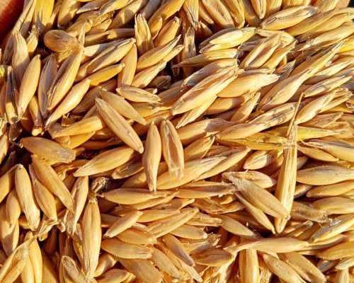 Avena U15, para Siembra, o Caballos