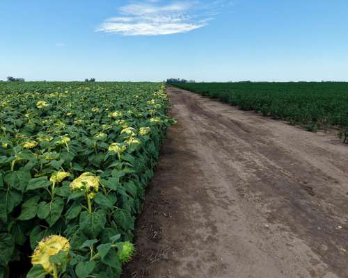150 Ha Peyrano Santa FE