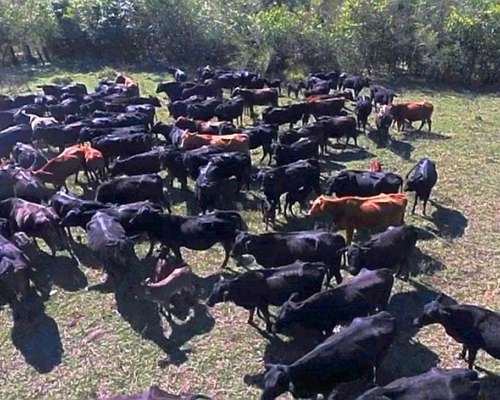 Selvas del Rio de ORO - 1432 Ha - Chaco