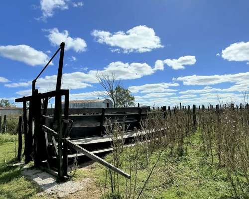 Campo Agrícola 134 Ha Carlos Tejedor Inmobiliaria Giacomino