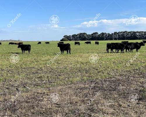 Campo en Venta de 241 Has en Venta Magdalena