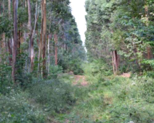 520 Hectareas en Corrientes