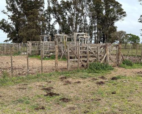 300 Hectáreas Ganaderas, Próximas a Maipu.