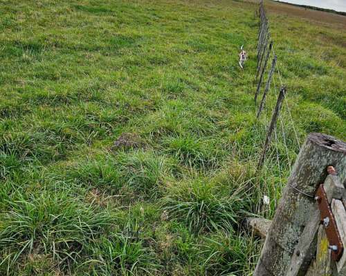 Alquiler Campo Cria 72 Kg/ha