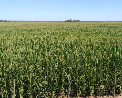 Campo Mixto 1500 Has. en Obispo Trejo, Cordoba