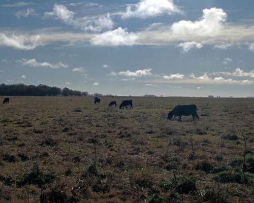 470 Ha Ganadero Chascomus