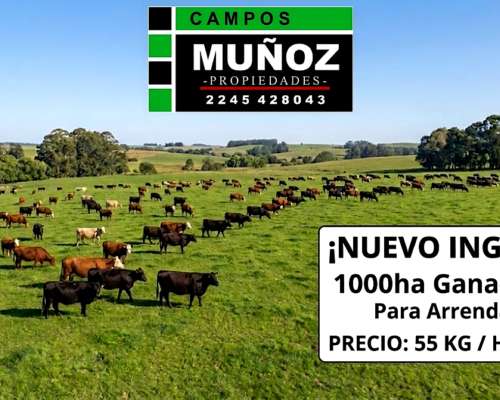Campo 1000ha Ganadero en Arrendamiento