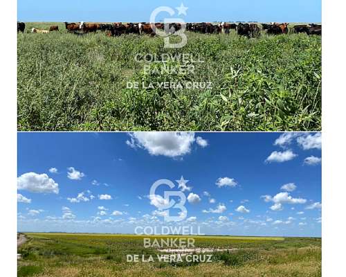 Piamonte, Santa FE, Campo Mixto