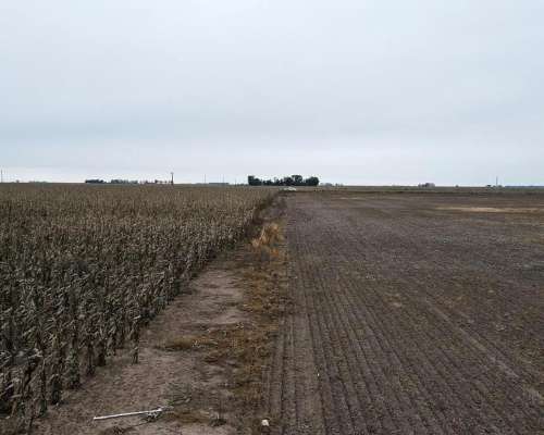 La Primavera, Coronel Suarez, Buenos Aires - 210 Ha