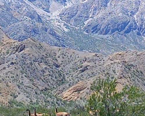 Vendo Campo de 260.000 Hectáreas, en Zona Belén,catamarca