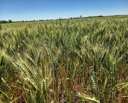 Agrícola Suelo 1 Rafaela