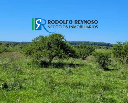105 Hectáreas Forestales-ganaderas en Entre Ríos