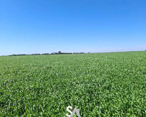 Vende: Campo Agrícola de 430 Hectáreas. Trenque Lauquen