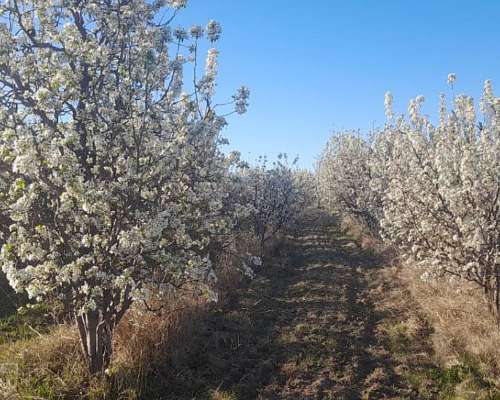 Vendo Finca en San Rafael