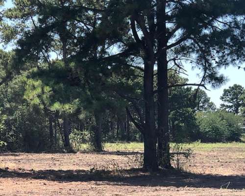 22 Ha Arboladas en Andino