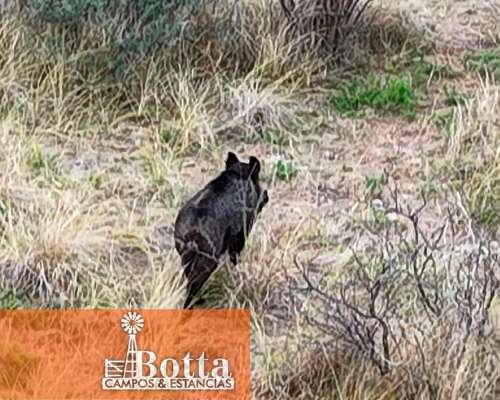 Campo Ganadero en Venta en Hucal, la Pampa