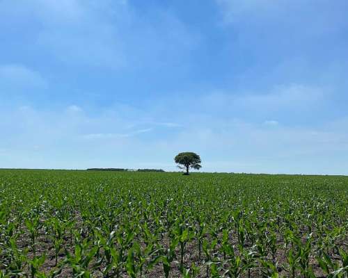 Campo de 700 Hectáreas en Venta