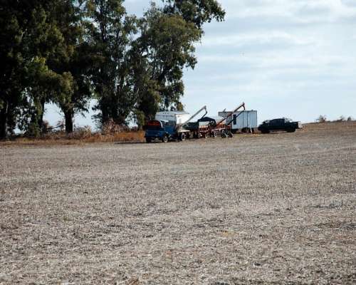 550 HA. Agrícolas en 25 de Mayo