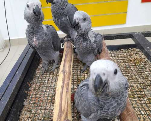 Ahora Puedes Comprar TUS Propios Loros Grises Africanos Bebé