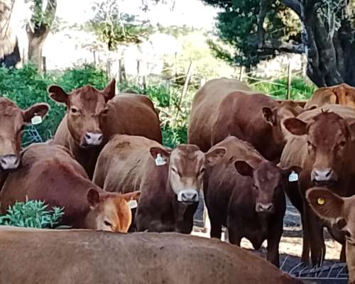 Excelentes Terneros Limangus para Toritos